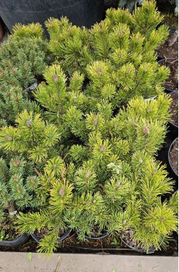 Сосна горная Винтер Голд (Winter gold)