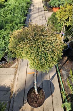 Туя западная Голден Таффет на штамбе (Golden Tuffet Pa)