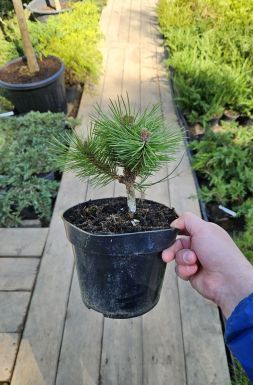 Сосна черная Байо (Bayo)