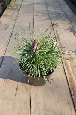 Сосна черная Оттос Компакт (Ottos Compact)