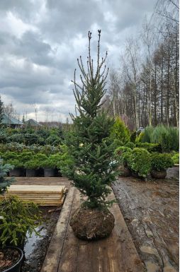 Пихта Фразера (Fraseri)