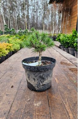 Сосна горная Литомисл (Litomysl)