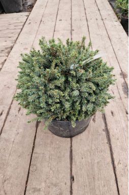 Ель канадская Эхиниформис (Echiniformis)