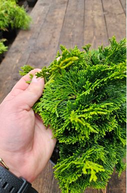 Кипарисовик тупой Нана Грацилис (Nana Gracilis)