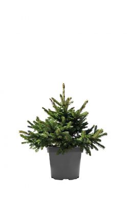 Ель колючая Глаука (Glauca)