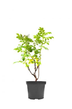 Роза морщинистая Альба (Alba)