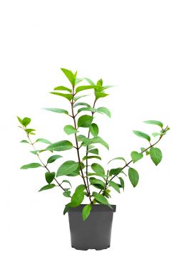 Гортензия метельчатая Сильвер Доллар (Silver Dollar)