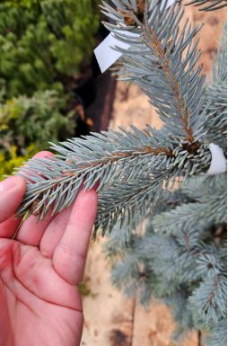 Ель колючая Костер (Koster)