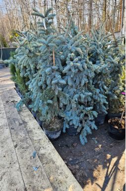 Ель колючая Хупси (Hoopsii)