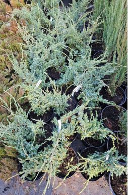 Можжевельник чешуйчатый Холгер (Holger)