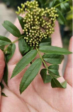 Рябина обыкновенная Отем Спайр (Autumn Spire)