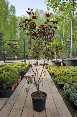 Яблоня Лемойнэй (Lemoinei)