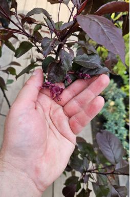 Яблоня Лемойнэй (Lemoinei)