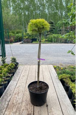 Сосна веймутова Грег на штамбе (Greg Ра)