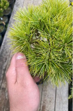 Сосна веймутова Грег на штамбе (Greg Ра)