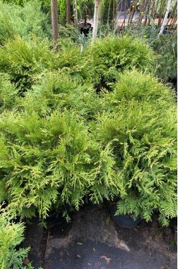 Туя западная Литтл Чемпион (Little champion)