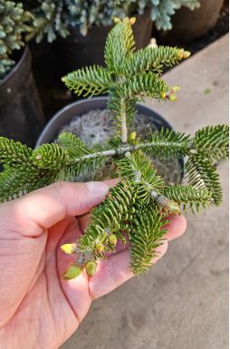 Пихта кефалинийская Мейерс Драфт (Meyers Dwarf)