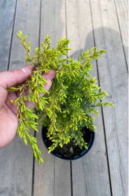 Можжевельник обыкновенный Голд Кон (Gold cone)