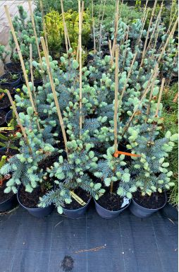 Ель колючая Хото (Hoto)