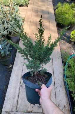 Можжевельник китайский Блаув (Blaauw)