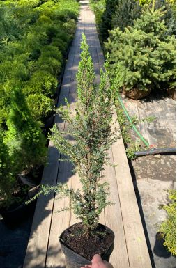 Можжевельник обыкновенный Компресса (Compressa)