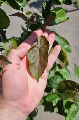 Яблоня Ред Харт (Red Heart)