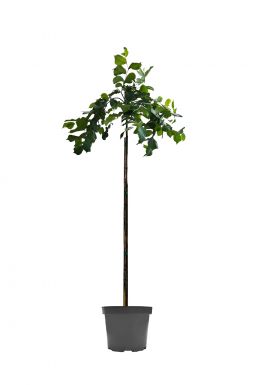 Вяз шершавый Кампердоуни (Camperdownii)