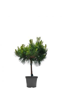 Сосна чёрная Брепо на штамбе (Brepo Pa)