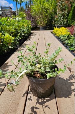 Бересклет форчуна Эмеральд Гаити (Emerald Gaiety)