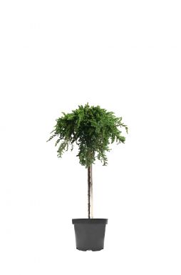 Можжевельник обыкновенный Гринмантл на штамбе (Greenmantle Pa)