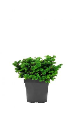 Пихта бальзамическая Нана (Nana)