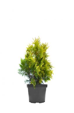 Туя западная Ауреоспиката (Aureospicata)