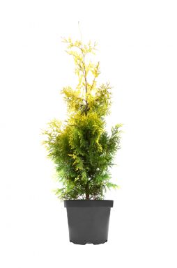 Туя западная Еллоу Риббон (Yellow ribbon)