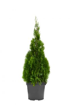 Туя западная Смарагд (Smaragd)