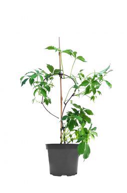 Виноград девичий Мурорум (Murorum)