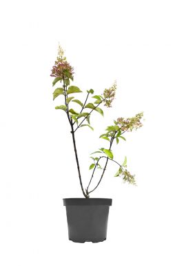 Гортензия метельчатая Пинки Винки (Pinky Winky)