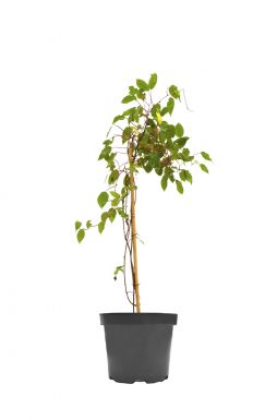 Клематис Хания (Hania)