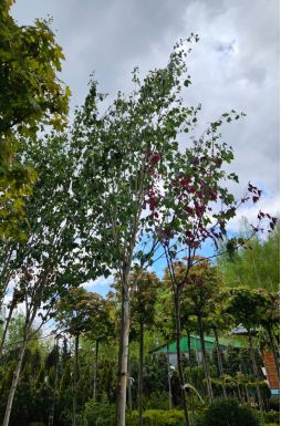 Береза полезная (Utilis)