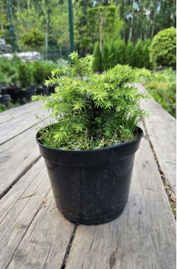 Тсуга канадская Беннет (Bennett)