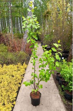 Черемуха Маака (Maackii)