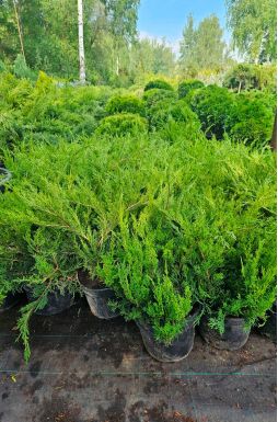 Можжевельник средний Минт Джулеп (Mint Julep)