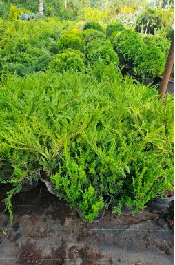 Можжевельник средний Минт Джулеп (Mint Julep)