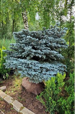 Ель колючая Глаука Глобоза (Glauca globosa)