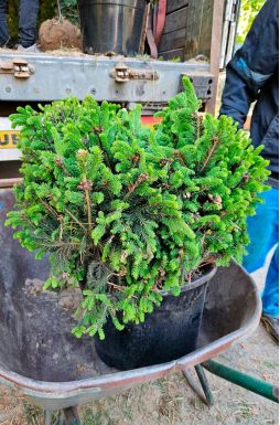 Ель обыкновенная Барри (Barryi)