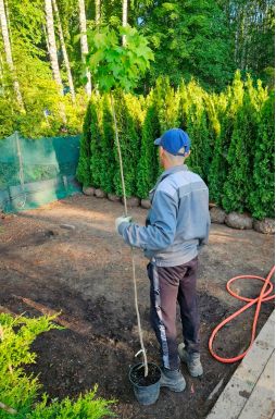 Клен остролистный Голден Глоб (Golden Globe)