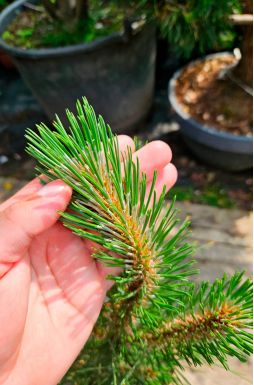 Сосна черная Грин Рокет (Green Rocket)