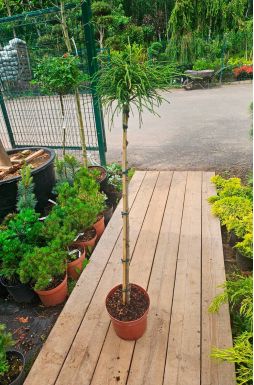 Туя складчатая Випкорд на штамбе (Whipcord Pa)