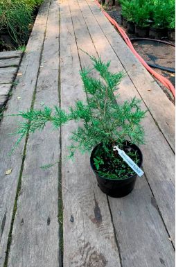 Можжевельник казацкий Блю Дануб (Blue danube)