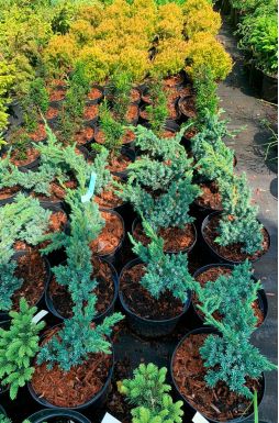 Можжевельник чешуйчатый Мейери (Meyeri)