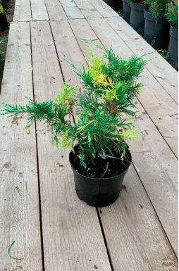 Можжевельник средний Блю энд Голд (Blue and Gold)